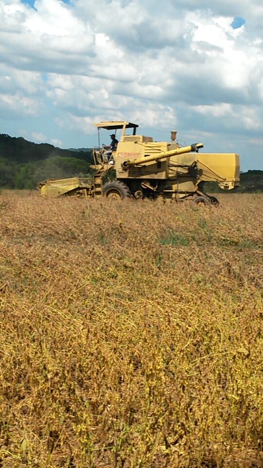 Imagem do dia - Colheita de soja em Piraí do Sul (PR), do produtor Reginaldo Jaco. Enviado por Augusto Amaral
