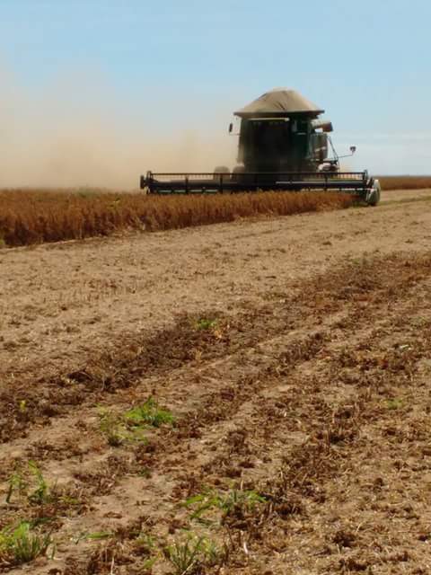Imagem do dia - Colheita de soja na região de São Desidério (BA). Enviado pela Engenheira Agrônoma Yong Feitosa.