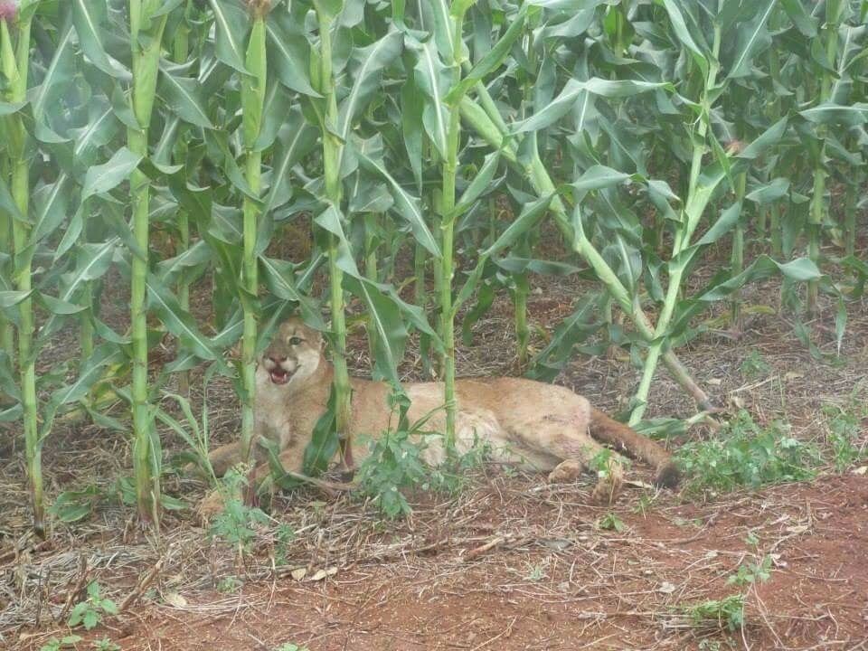 Ajuricaba [1977]dvdrip movies championturbabit