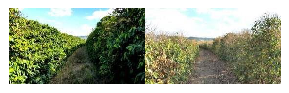 Foto de lavouras comerciais na região da Mogiana-SP, em Franca, pode-se ver a condição dos cafeeiros antes e depois Foto: Procafé