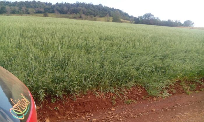 Imagem do dia - Lavoura de trigo, após chuvas com forte ventos em Realeza (PR)