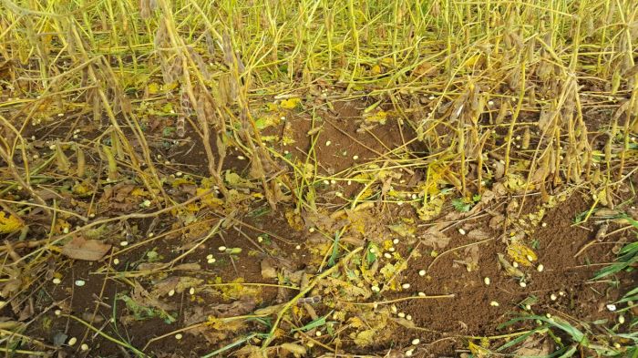 Imagem do dia - Lavoura de soja após temporal de granizo em Campo Belo do Sul (SC). Envio de Antonio Zanette Neto 2