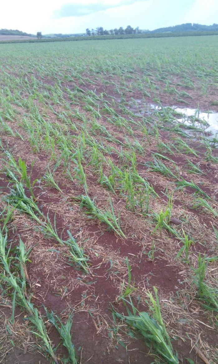 Imagem do dia - Lavoura de milho em Cornélio Procópio (PR), atingidas pelas fortes chuvas na região. Enviado por Jaime Graciano.