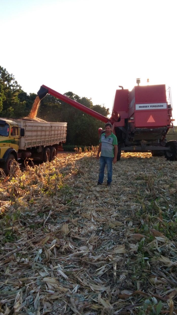 Imagem do dia - Colheita de milho em Pérola dOeste (PR), do produtor Waldir Dalprai. Foto enviada pelo Técnico Agrícola Celio Spillari