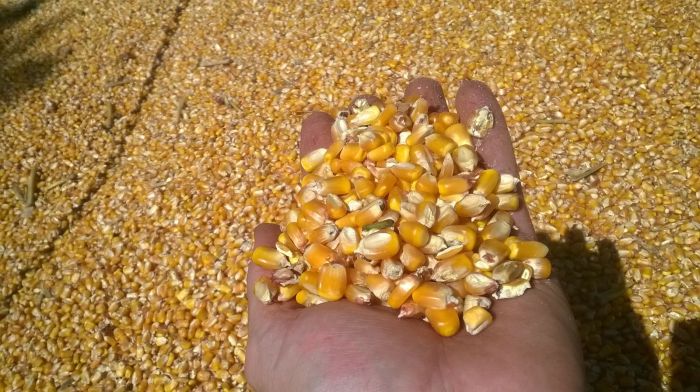 Imagem do dia - Colheita de milho em Crissiumal (RS). Enviado pelo Técnico Agrícola Anderson S. Nass
