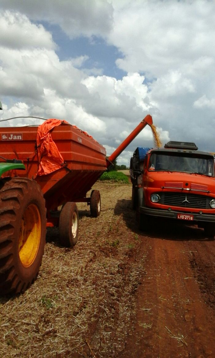 Imagem do dia - Início da colheita em Rio Bonito do Iguaçu (PR). Enviado pelo Técnico Agrícola Thiago Carvalho