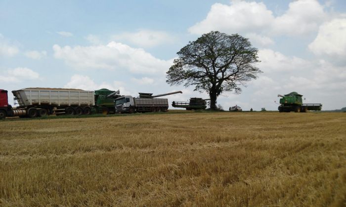 Imagem do dia - Colheita de trigo em Bom Sucesso do Sul (PR). Enviado Ivan Dranka