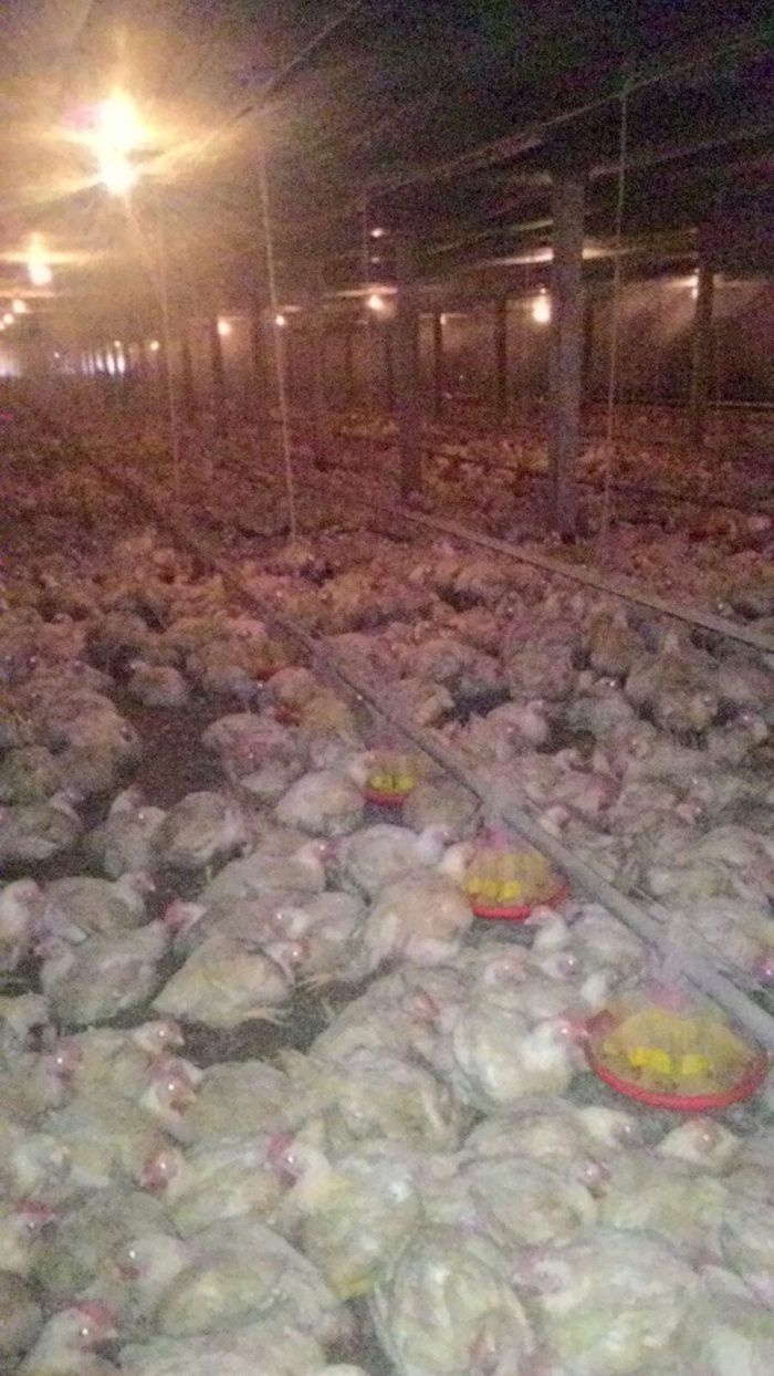 Imagem do dia - Produção de frango em Ubiratã (PR), do aviário Carlos de Melo