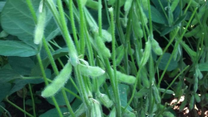 Imagem do dia - Lavoura de soja plantada em 5 de setembro em Canindeyú (PY), do produtor Lauro Hasllinger