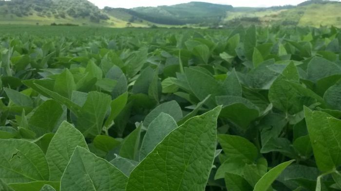 Imagem do dia - Lavoura de soja em Mangueirinha (PR). Enviado pelo Técnico Agrícola Amilton do Patrocínio