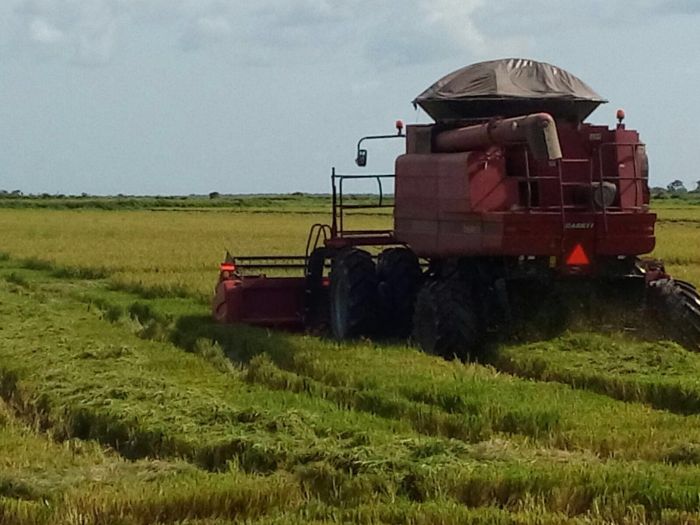 Imagem do dia - Colheita de arroz em Lagoa da Confusão (TO), na Fazenda Patizal, do produtor Fausto Garcia