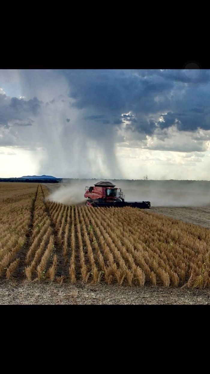 Imagem do dia - Final da colheita de soja em Arenópolis (GO), do produtor Antônio Pequito Tavares. Enviado por Tony Tavares