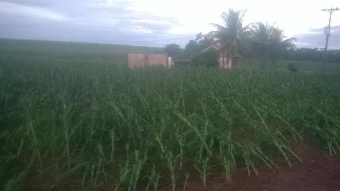 Imagem do dia - Lavoura de milho após chuva de granizo em Floraí (PR). Enviado por Celso Macon