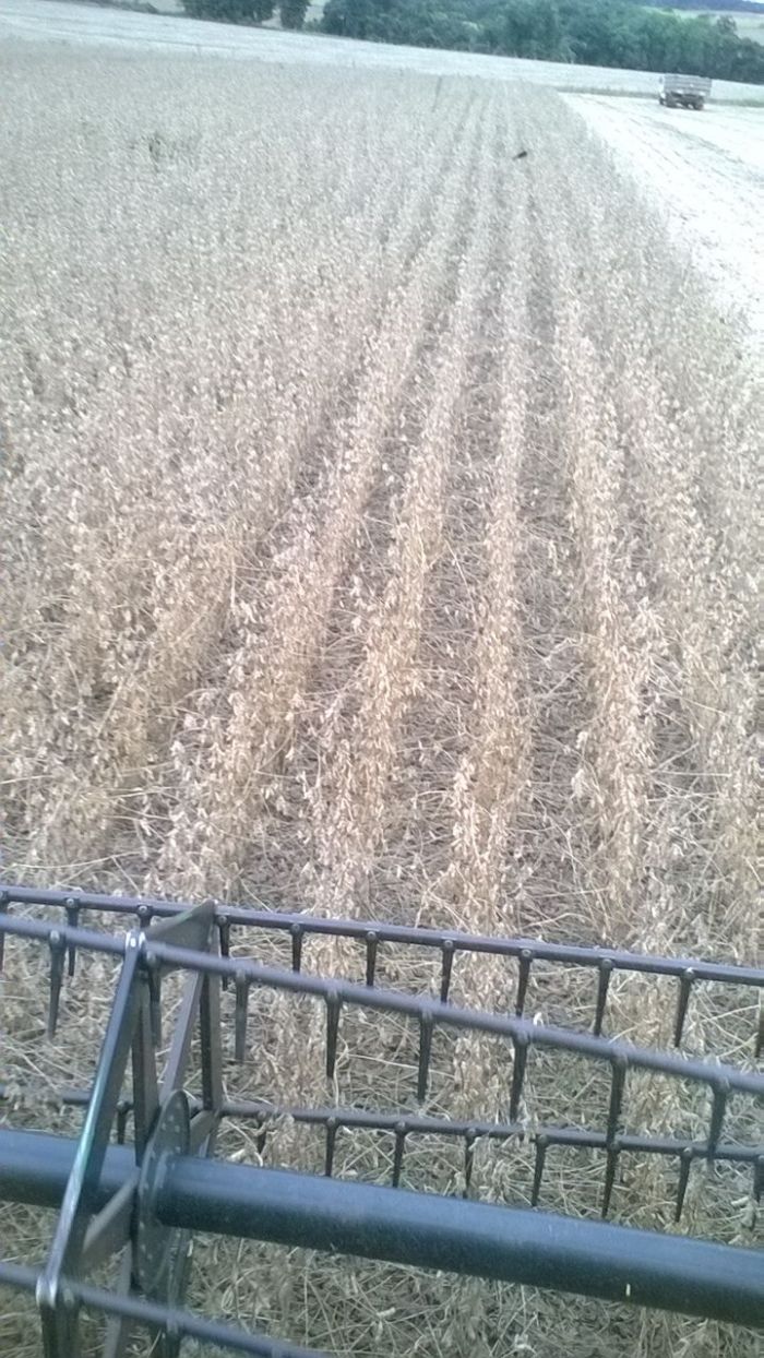 Imagem do dia - Fim da colheita de soja em Catuípe (RS). Enviada pelo produtor rural Roque Kapp