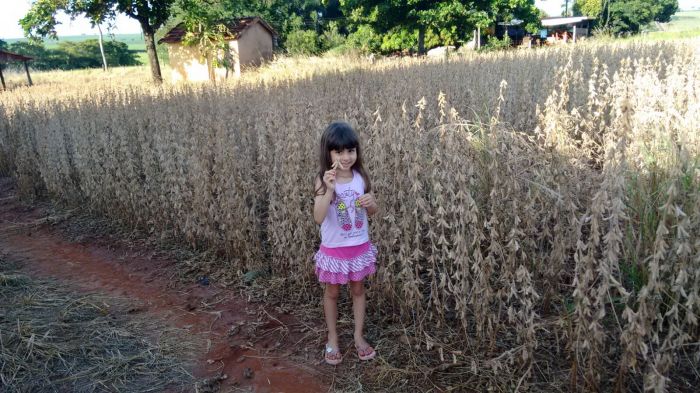 Imagem do dia - Camile Manttuy na colheita de soja em Mesópolis (SP), do produtor Edivaldo de Jesus Manttuy
