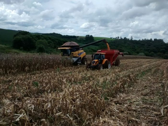 Imagem do dia - Colheita de milho em Sarandi (RS). Imagem de Técnico Agrícola João Mateus Vargas de Oliveira