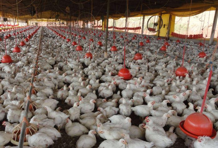 Aumenta o número de granjas avícolas registradas em Minas Gerais