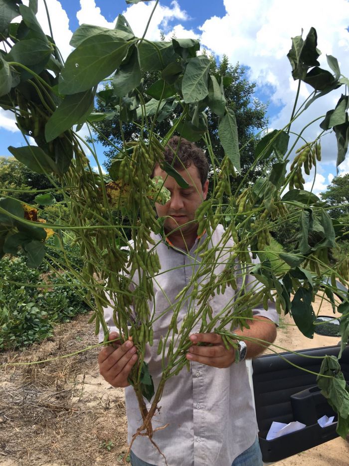 Imagem do dia - Engenheiro Agrônomo Rubio avaliando a soja na Fazenda Dunas, em Papagaios (MG)