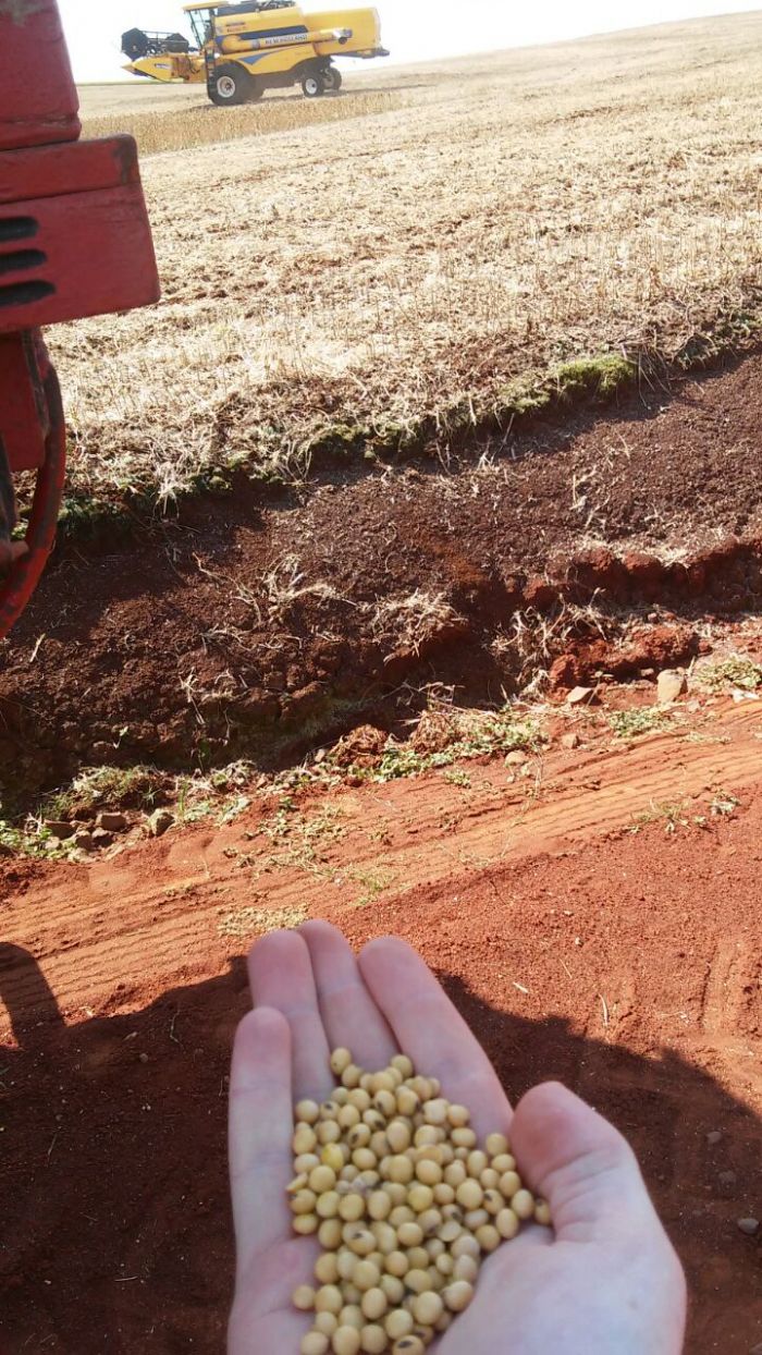 Imagem do dia - Colheita de  soja safrinha em Mariópolis (PR). Envio do Engenheiro Agrônomo Alvaro F. Portes