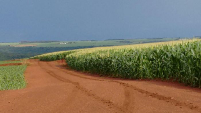 Imagem do dia - Lavoura de milho pendoando em Jataí (GO). Enviado pelo engenheiro agronômo Nestor T. Kasai