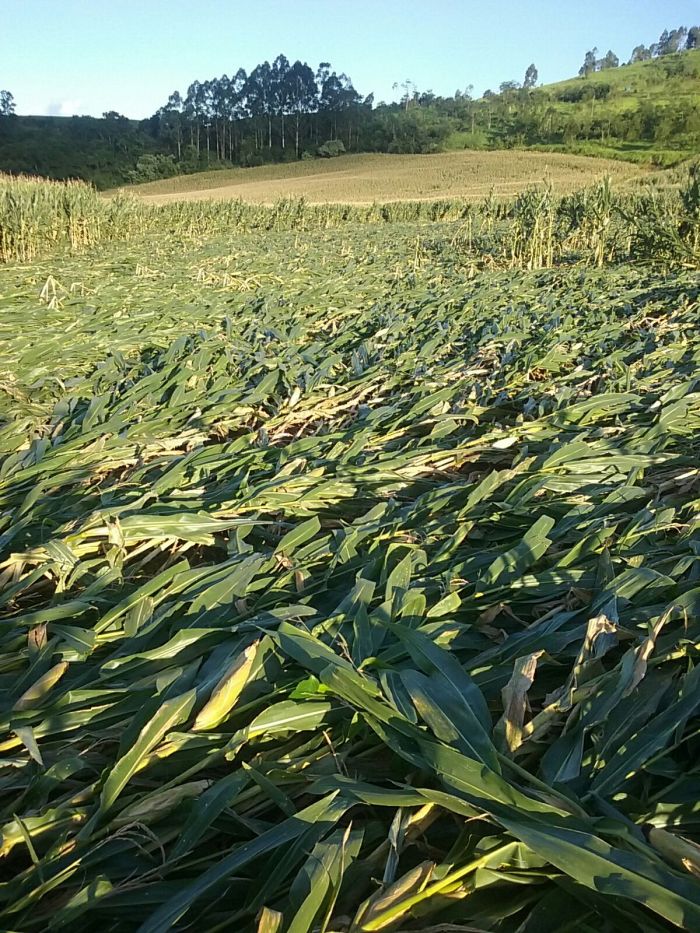 Imagem do dia - Lavoura de milho destruída por vendaval em Quilombo (SC), do produtor André Vendruscolo