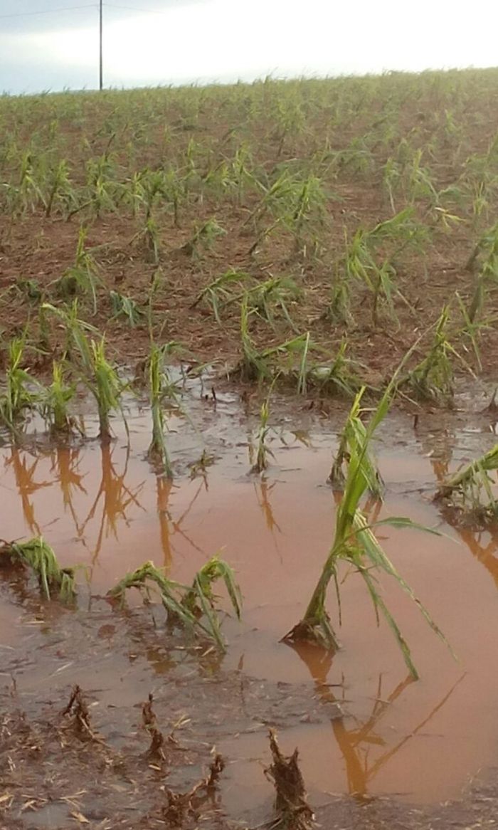 Imagem do dia - Lavoura de milho em Cornélio Procópio (PR), atingidas pelas fortes chuvas na região. Enviado por Jaime Graciano.