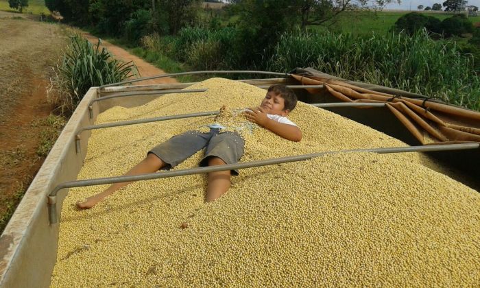 Imagem do dia - Colheita de soja em Capão Bonito (SP)