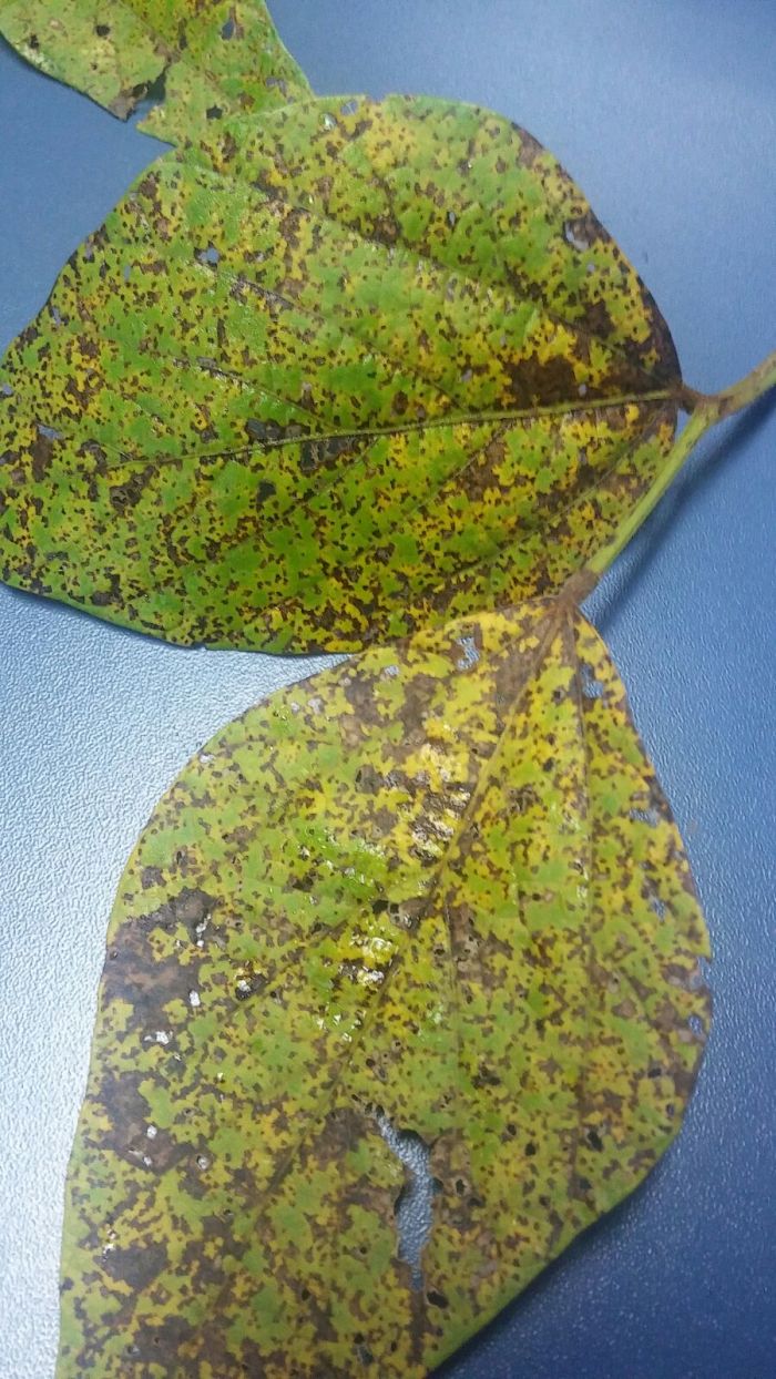 Imagem do dia - Folhas de soja atacadas por ferrugem asiática em San Alfredo (PY). Enviada pelo Engenheiro Agrônomo Emerson Luiz Romanha
