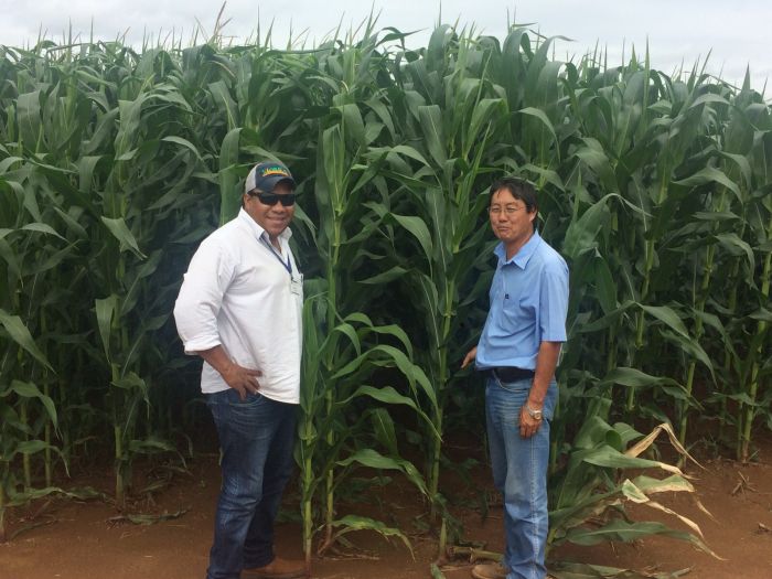 Imagem do dia - Walter Ide e o consultor Wilson Rodrigues em Uberaba (MG), na lavoura de milho da Fazenda Ipê