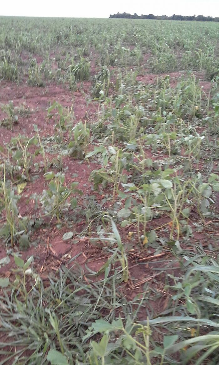 Imagem do dia - Estragos causados pela chuva de granizo na lavoura de soja em Gaúcha do Norte (MT)