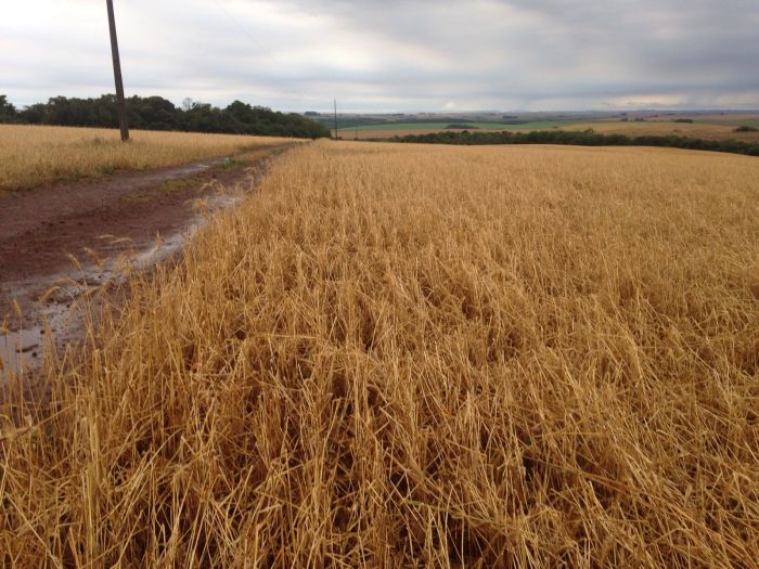 Imagem do dia - Lavoura de trigo na região de Jóia (RS), após chuvas de granizo. Enviado por Rita De Baco, da De Baco Corretora