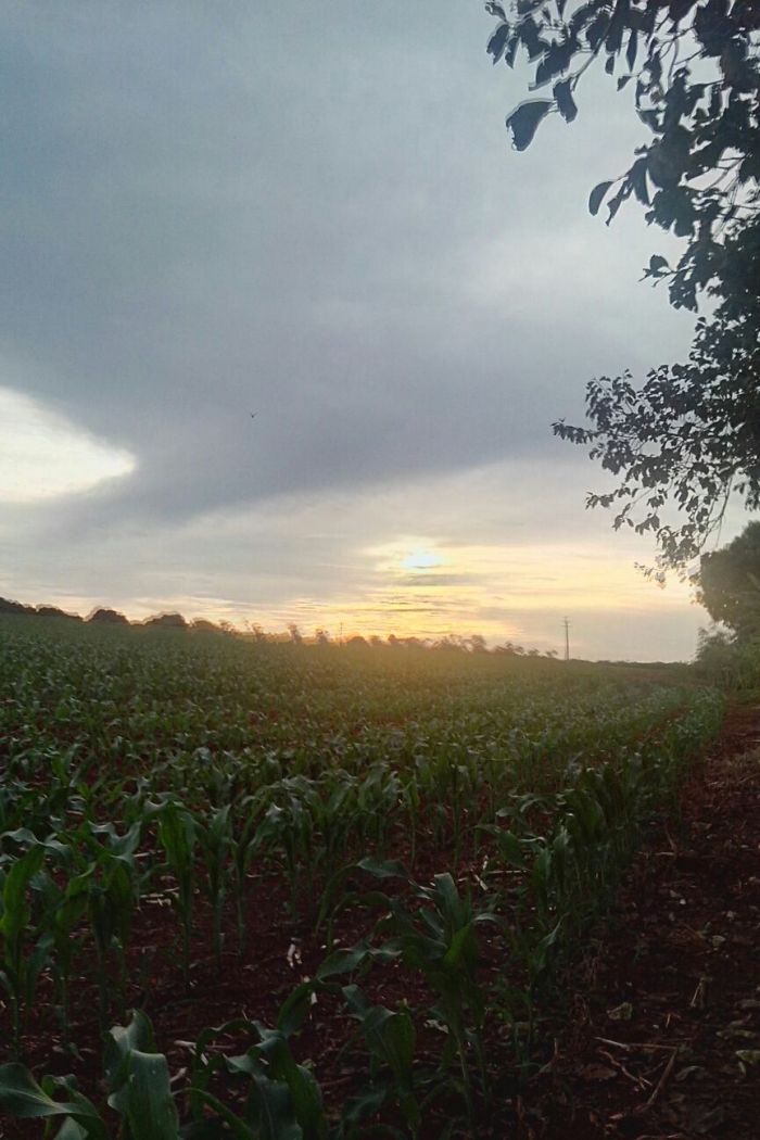 Imagem do dia - Lavoura de milho em Palotina (PR), do produtor rural Neuri Casarotto