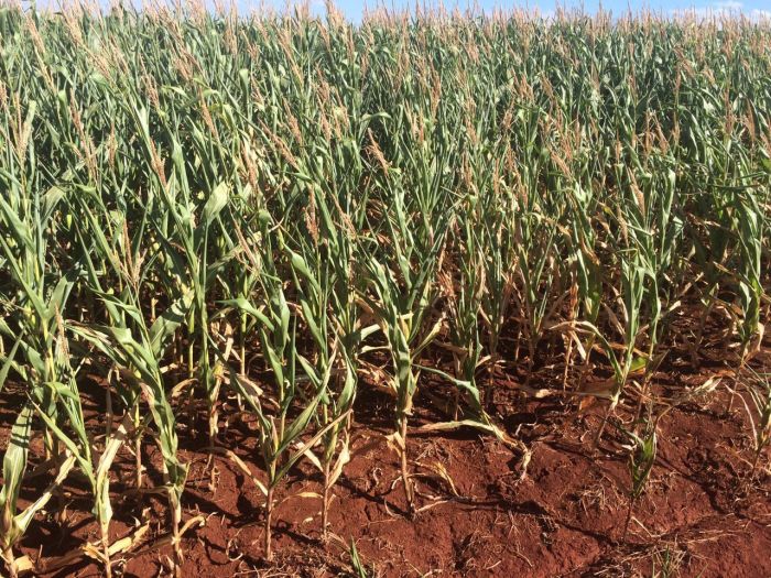 Imagem do dia - Lavoura de milho em Campo Mourão (PR), sentindo os efeitos da estiagem na região