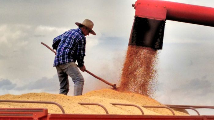 Imagem do dia - Colheita de soja em Santa Cruz do Rio Pardo (SP), do produtor Nelson Gazola