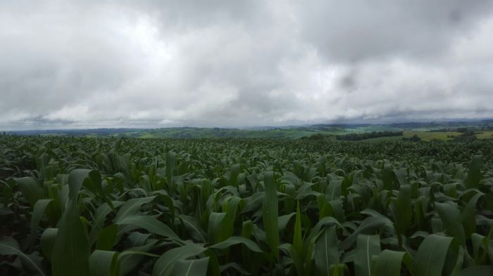 Imagem do dia - Plantio de milho safrinha em Anahy (PR), dos produtores Celso Dias e Denilson Dias. Foto enviada pelo Técnico Agrícola Flávio Fernandes
