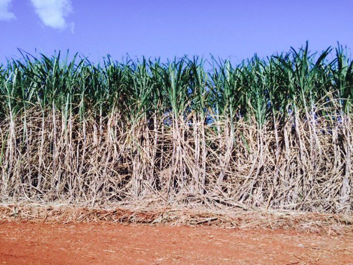 Imagem do dia - Lavoura de cana-de-açúcar em Igarapava (SP), na Fazenda Ferreirinha