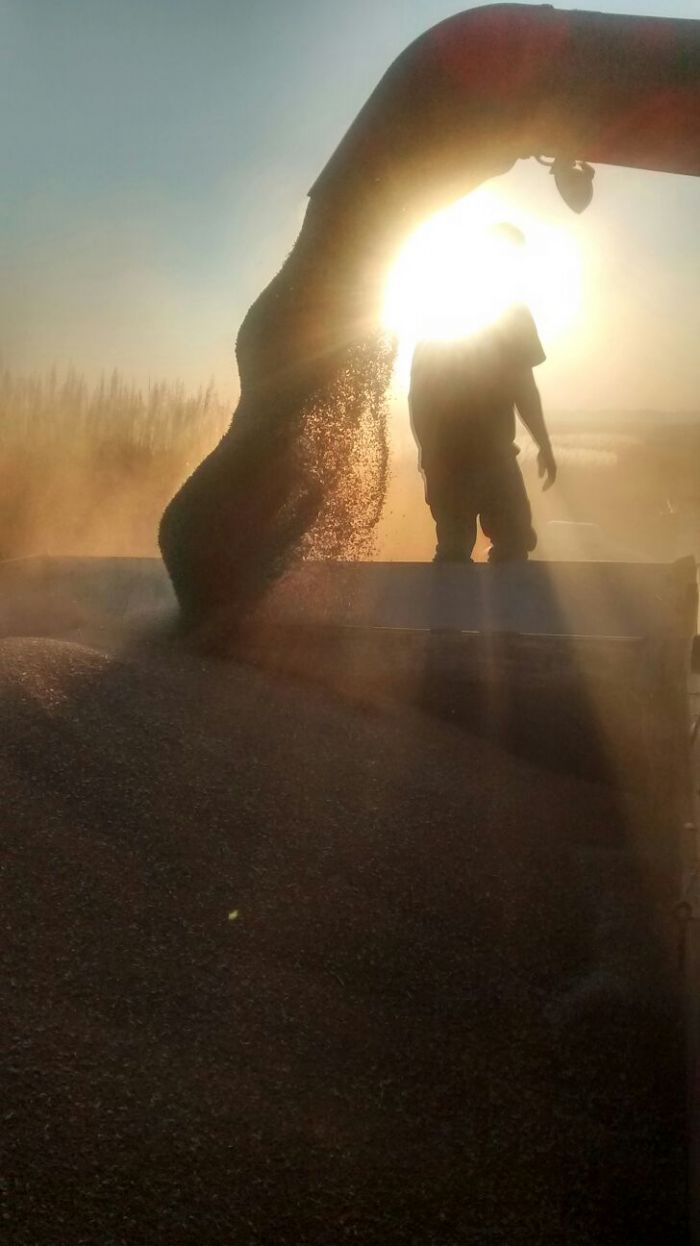 Imagem do dia - Colheita do trigo em Guapirama (PR). Enviado por André Toledo