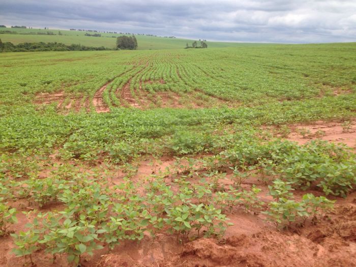 Imagem do dia - Chuvas prejudicam desenvolvimento da soja em Ourizona (PR)