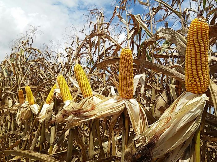 Imagem do dia - Colheita de milho em Madre de Deus de Minas (MG), na Fazenda Liberdade, do produtores Isamu e Shigeo Okada