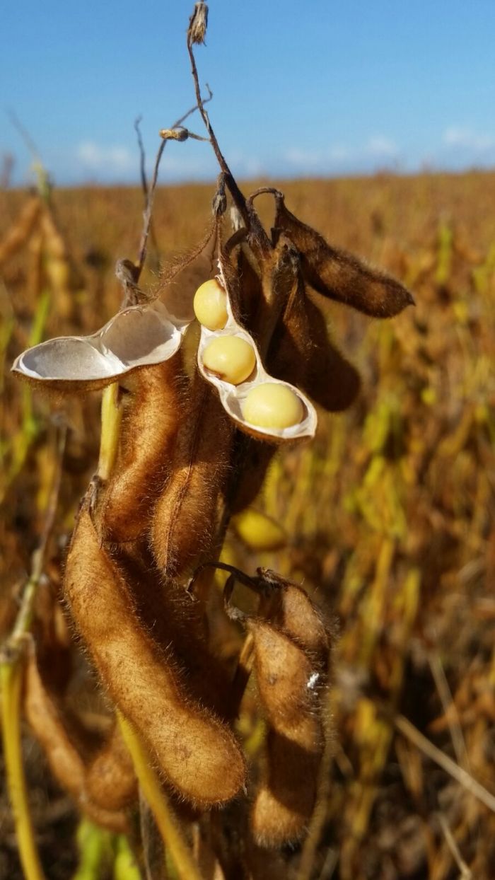 Imagem do dia - Lavoura de soja em Campo Novo do Parecis (MT), do produtor Junior Potrich
