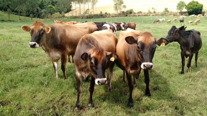 Redução de custos garante produtores na atividade leiteira