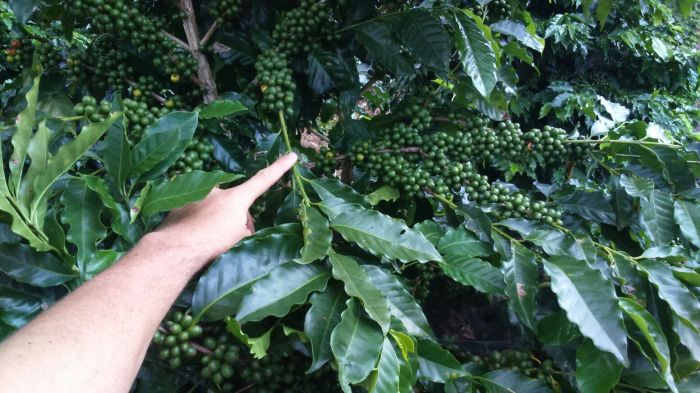 Imagem do dia - Plantação de café do produtor Ricardo Vilela de Oliveira em Conceição da Aparecida (MG). Envio do técnico em agropecuária João Batista.