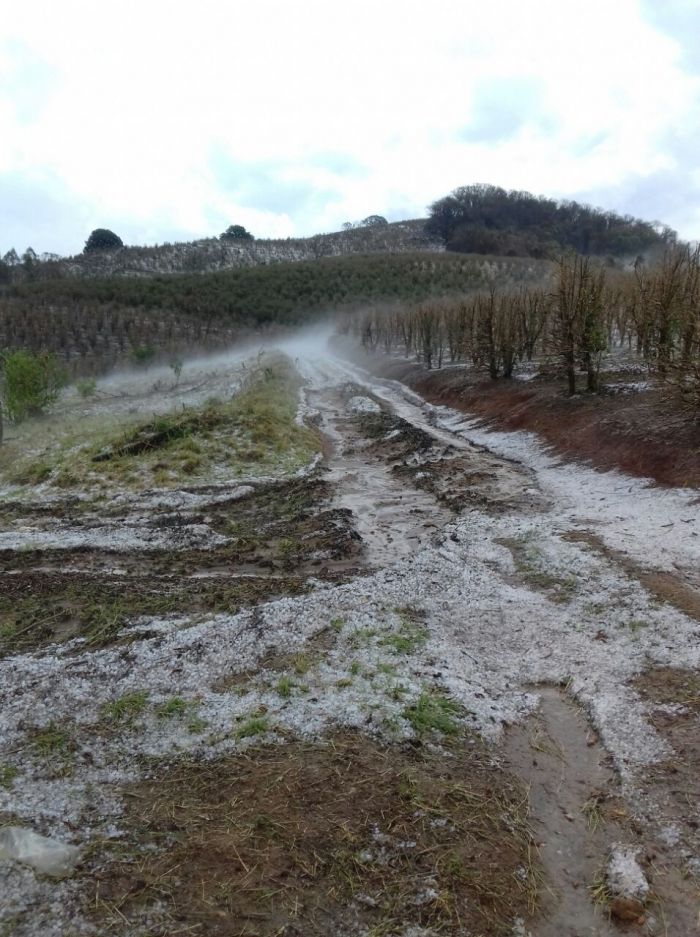 Chuvas de granizo em Monte Belo (MG). Imagens do produtor Marcílio Barbosa de Lima
