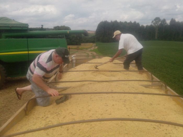Imagem do dia - Inicio da colheita da soja em Palmeira (PR), da família Costa