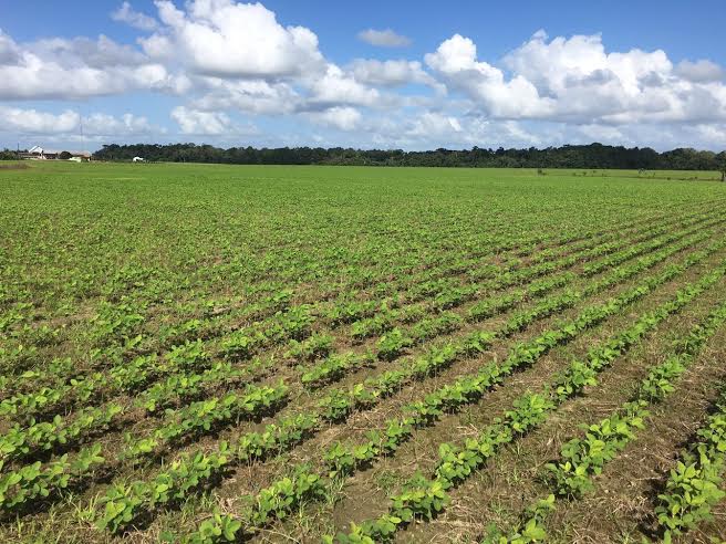 Imagens do dia - Lavoura de soja em Tartarugalzinho (AP). Envio de Júlio Kierulff