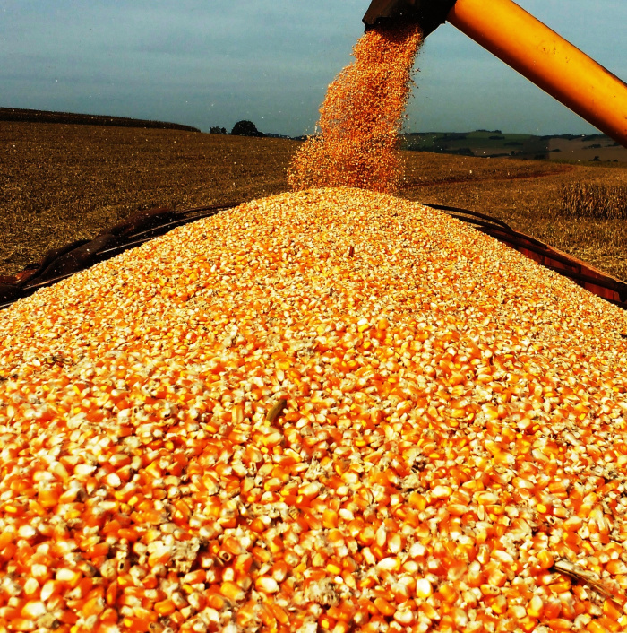 Colheita Milho - Valdir Fries