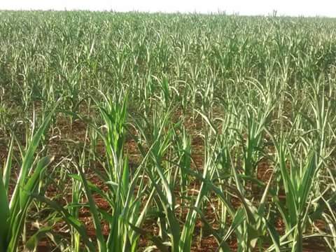 Imagem do dia - Lavoura de milho em Florínea (SP)