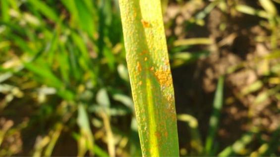 Ferrugem no Trigo da Argentina