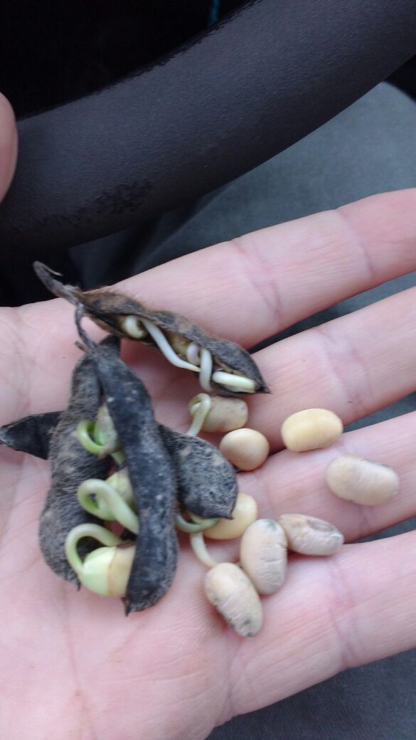 Soja danificada em Juan Posse, Córdoba, Argentina