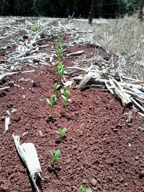 Imagem do dia - Lavoura de soja em Iracema do Oeste (PR), do produtor Rogério Polizel